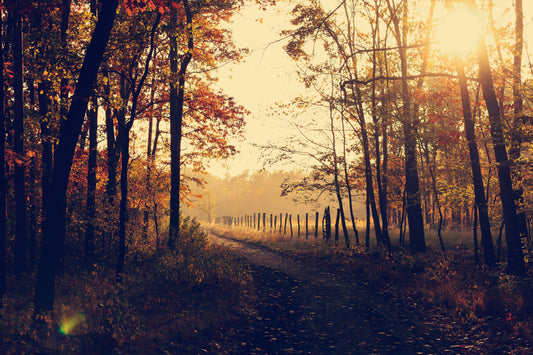 The Autumn Equinox: A Time of Harvest, Folklore, and Tradition